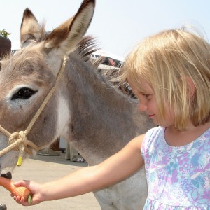 stap udruga_hercegovacki_stap